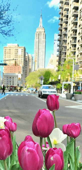 Empire State y tulipanes